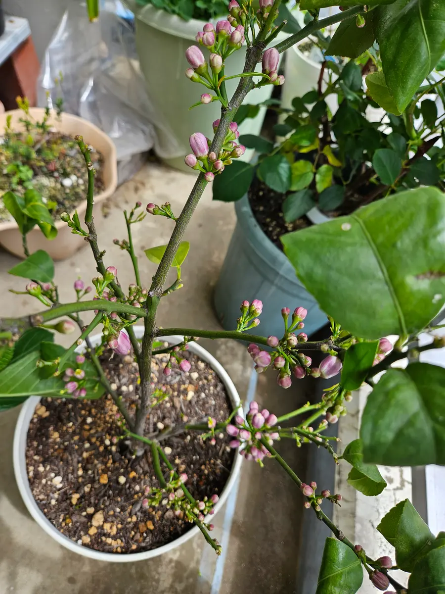 レモン大苗木 苗木 レモン 特大サイズ レモンの木 鉢植え ブラウン鉢 1