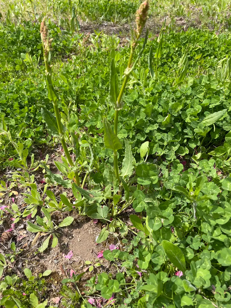 教えてください。こちらの写真の雑草（長細い草）のお名前をご