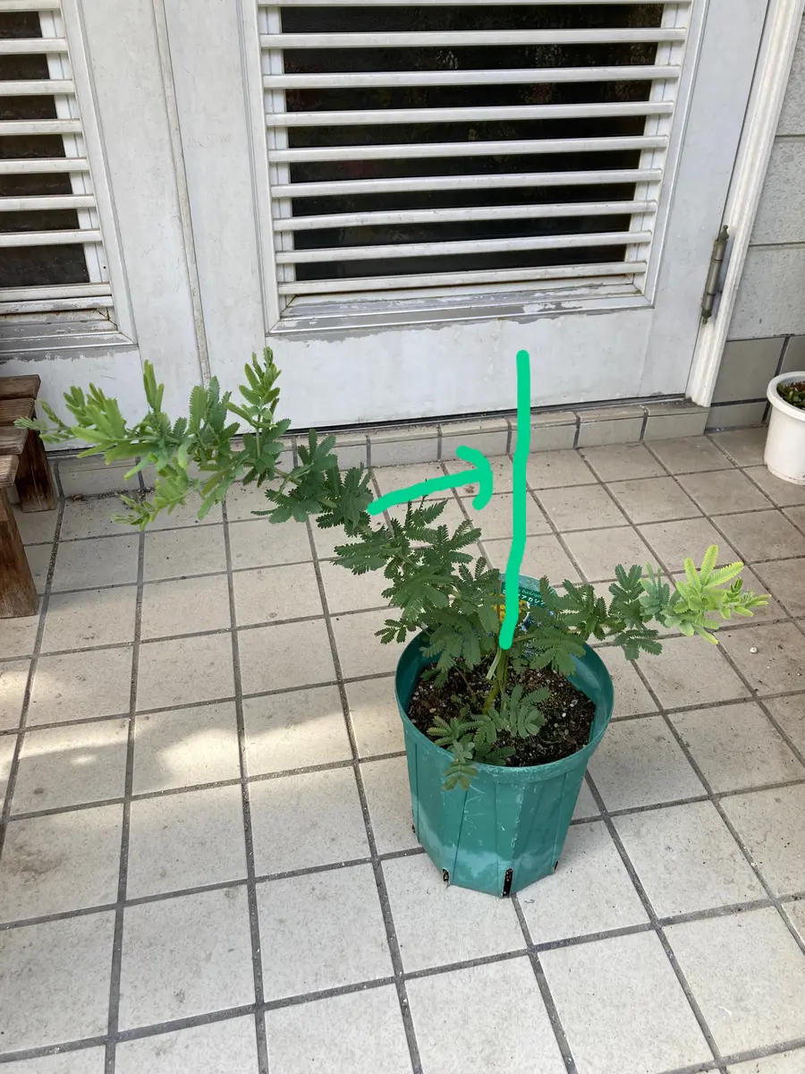 いつもお世話になります。園芸店でミモザに一目惚れしてミモザ