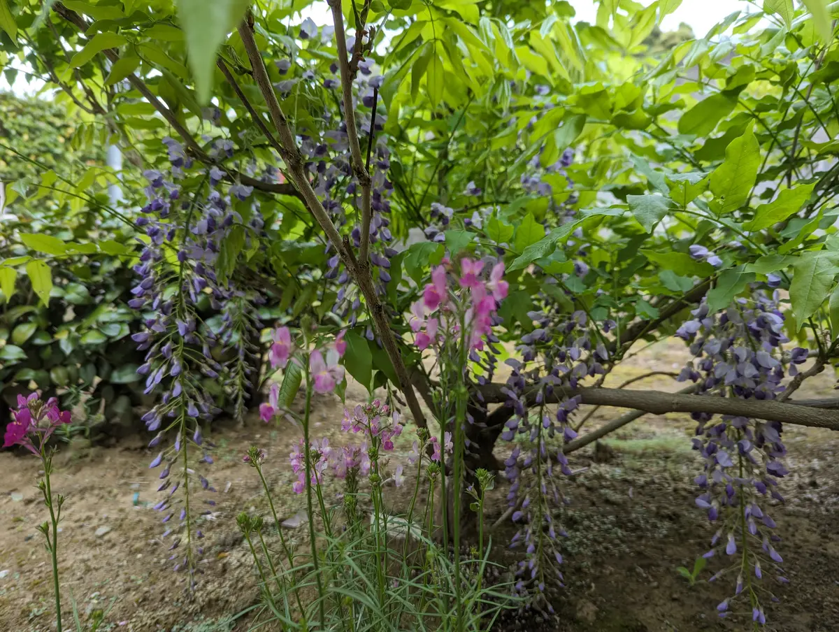 いつも楽しく拝見しています。一昨年の今頃一才藤の花が咲いて 