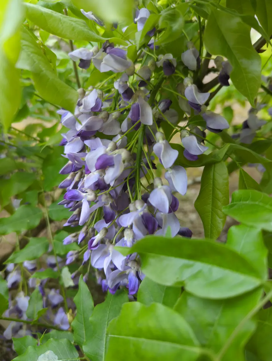 パープル一才藤 苗木 一才藤| 種・苗・ガーデニング用品の【タキイネット