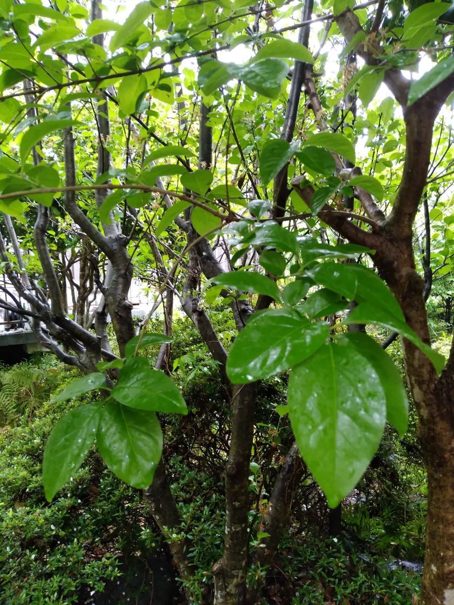 ナンジャモンジャの木についての相談です。庭の木の写真ですが