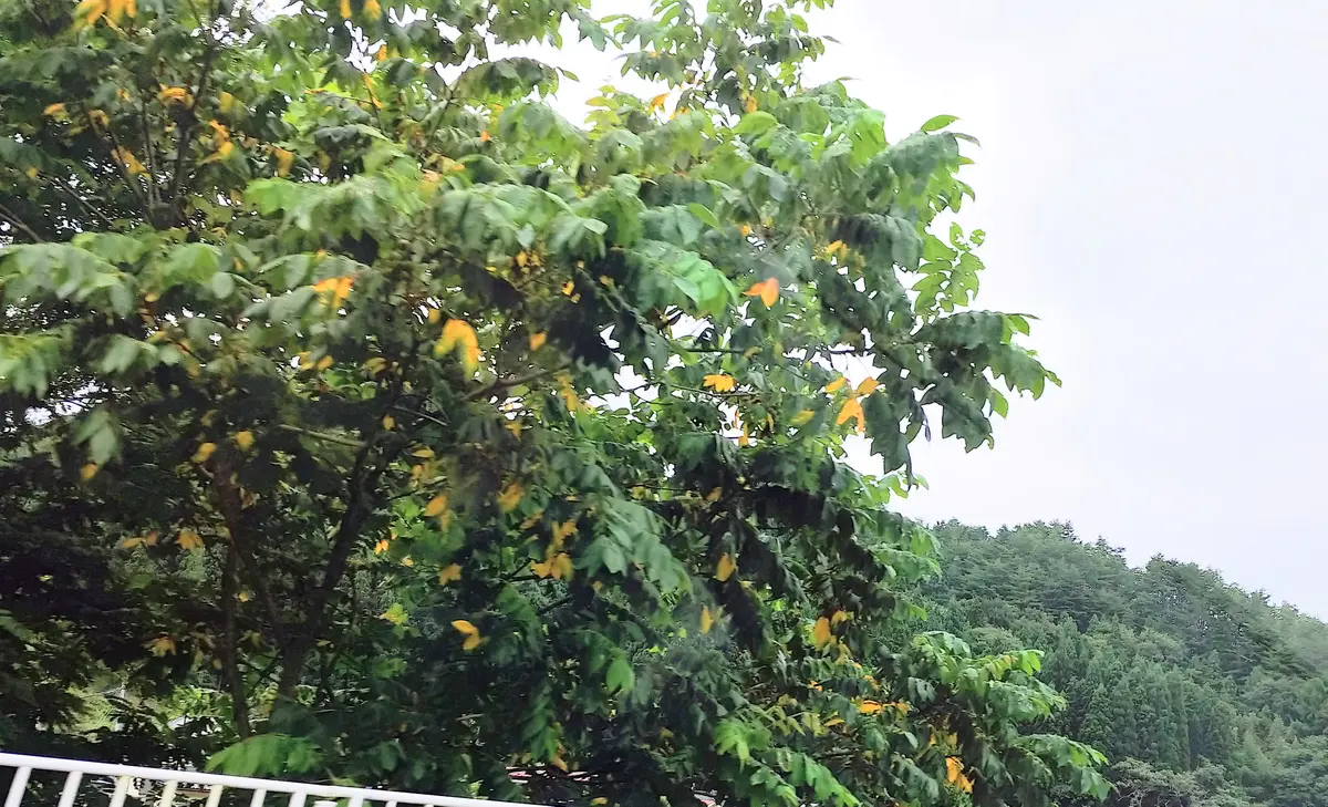 くるみの木が多く見られる場所をドライブしましたが、多くのく