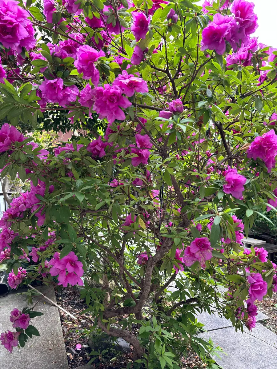 この花は何という花ですか?父親が育てていたものですが名前が この花は何という花ですか?父親が育てていたものですが名前が