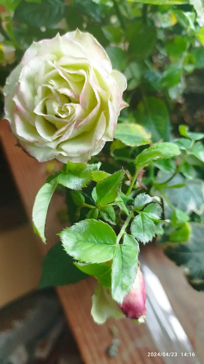 はじめまして。宜しくお願いします。バラ、鉢物初心者です