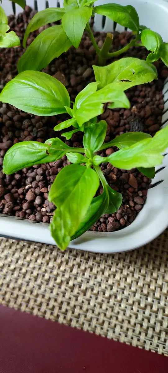 スーパーで買ったバジルを3本挿し芽をして、水耕栽培で育ててい