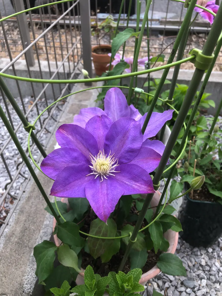 クレマチスのHFヤングの花色ですが、昨年春はきれいな青紫だっ