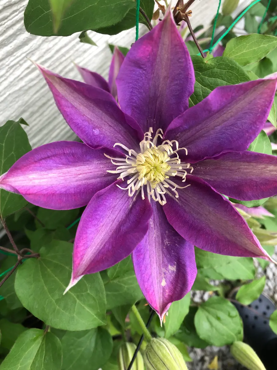クレマチスのHFヤングの花色ですが、昨年春はきれいな青紫だっ