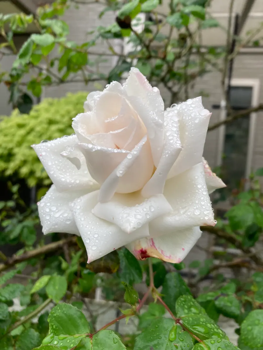 2番 つるバラ アイスバーグ 5／17撮影 2番 つるバラ アイスバーグ 5／