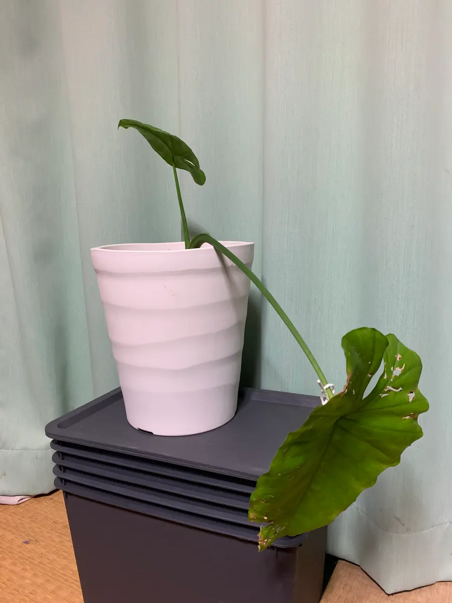 1週間前にクワズイモ？を譲ってもらいました。まだ水はあげいま