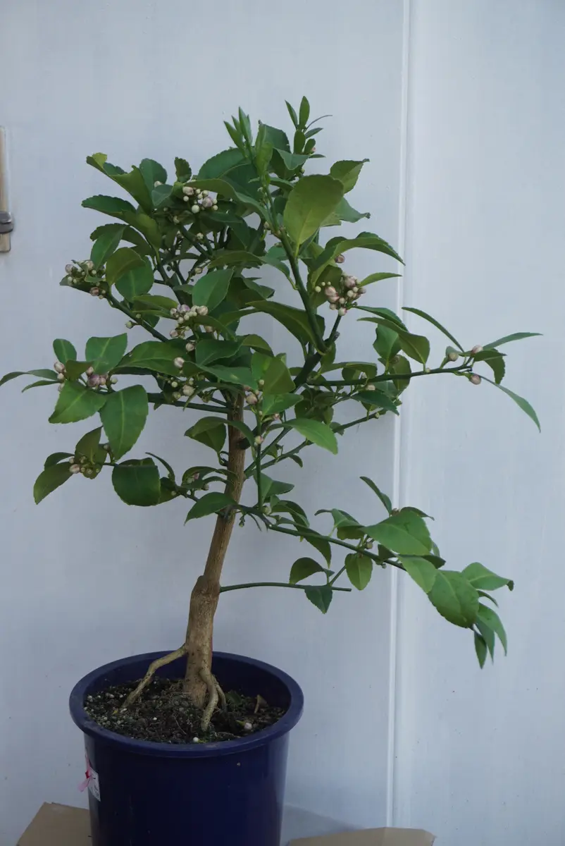 今月10日レモン（マイヤー）を買いました。9～10号鉢に植