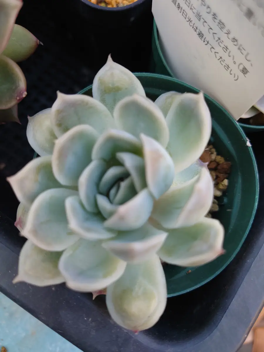 【タイムセール！】 いつも楽しく拝見しております育てている多肉植物に異変があり その他