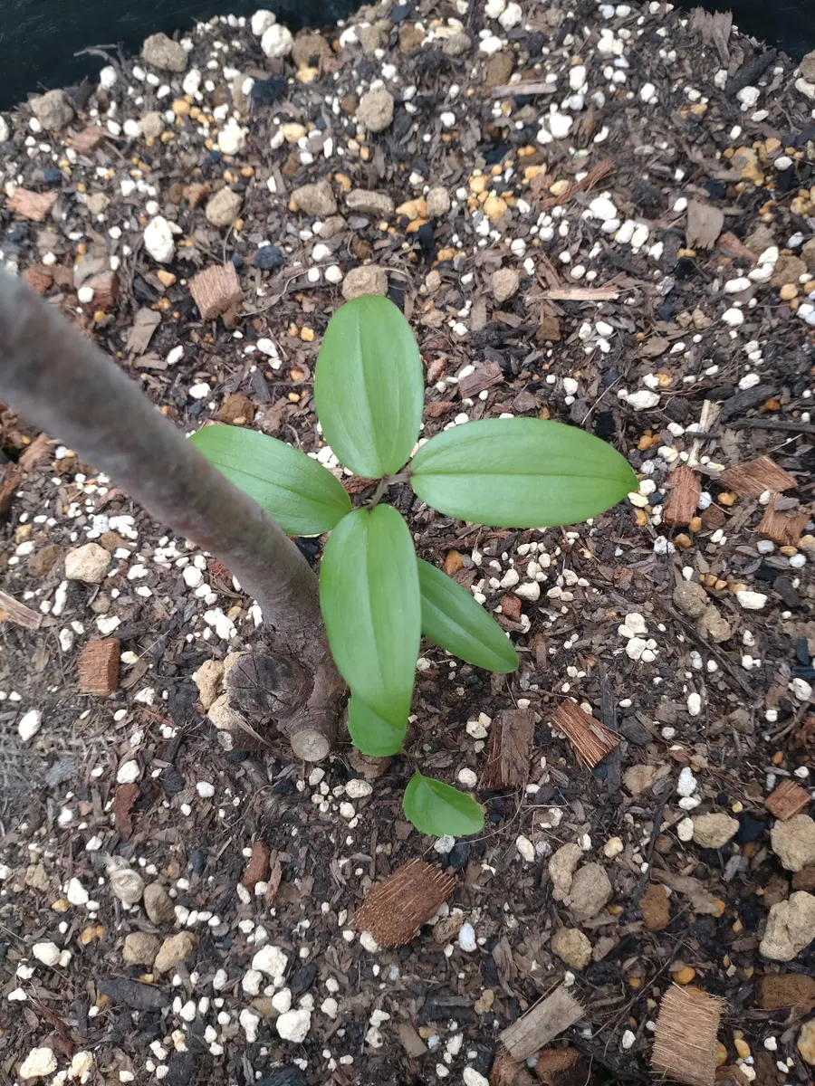 ナツハゼの根元から芽が出てきました。雑草かなって思いました