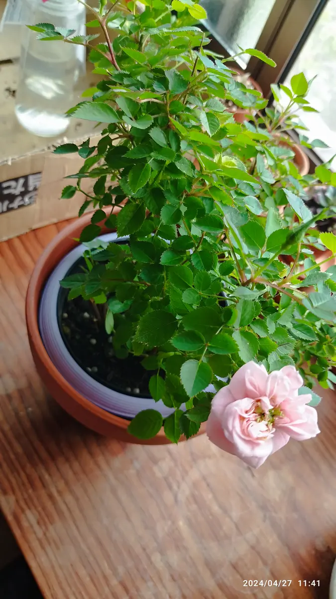 82.　木香薔薇　モッコウバラ　抜き苗 30. 木香薔薇 モッコウバラ 抜き苗 【公式通販】