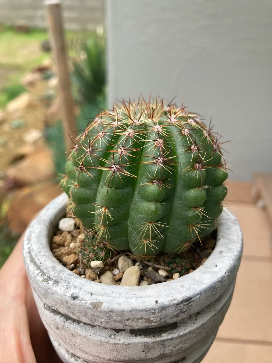 サボテンの名前を教えてください。5年ほど前にダイソーで買っ｜園芸