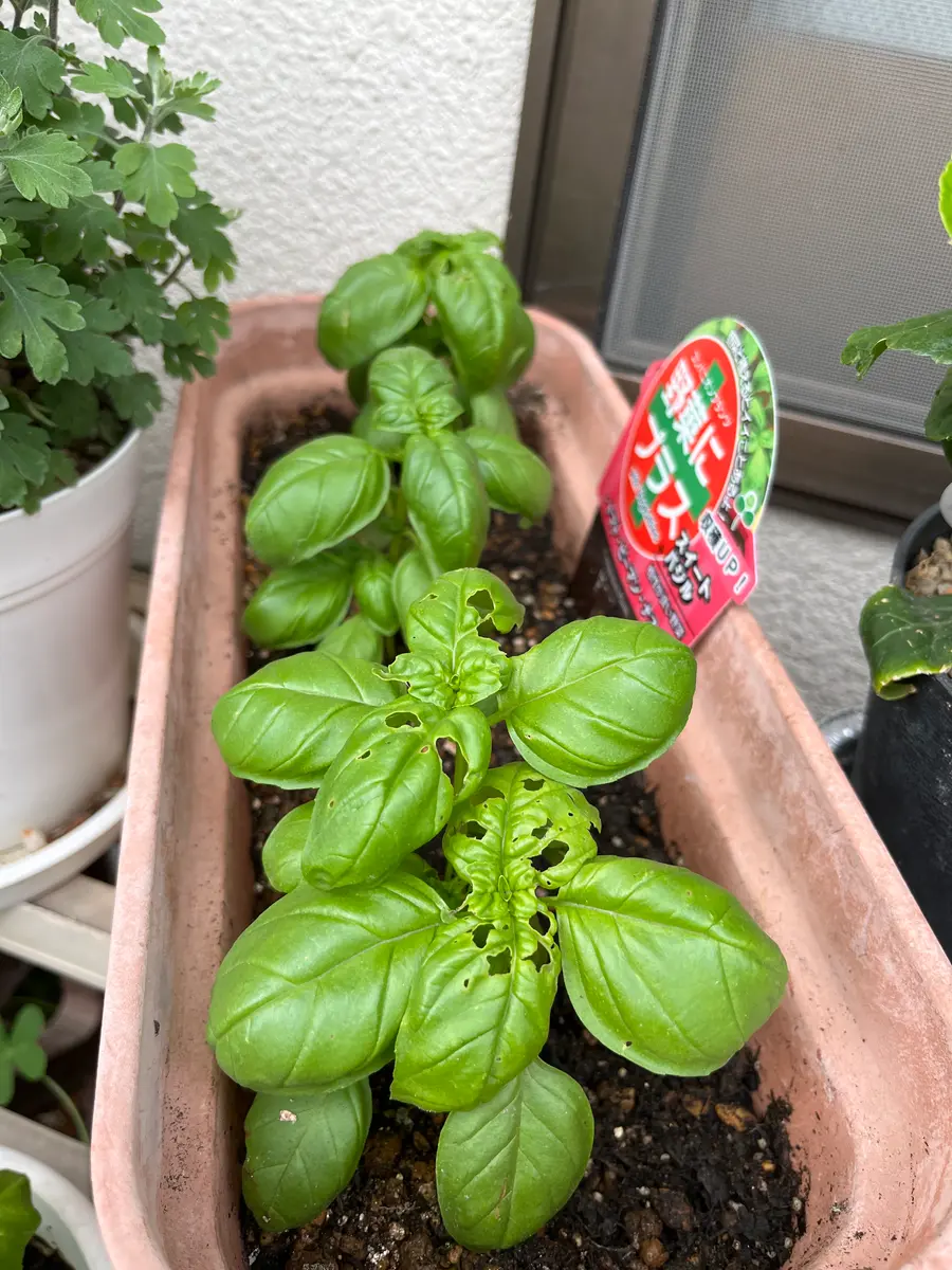 千葉県産　ニンニクの苗　予約注文ページ 千葉県産 ニンニクの苗 予約注文ページ 千葉県産の国産新にんにく –