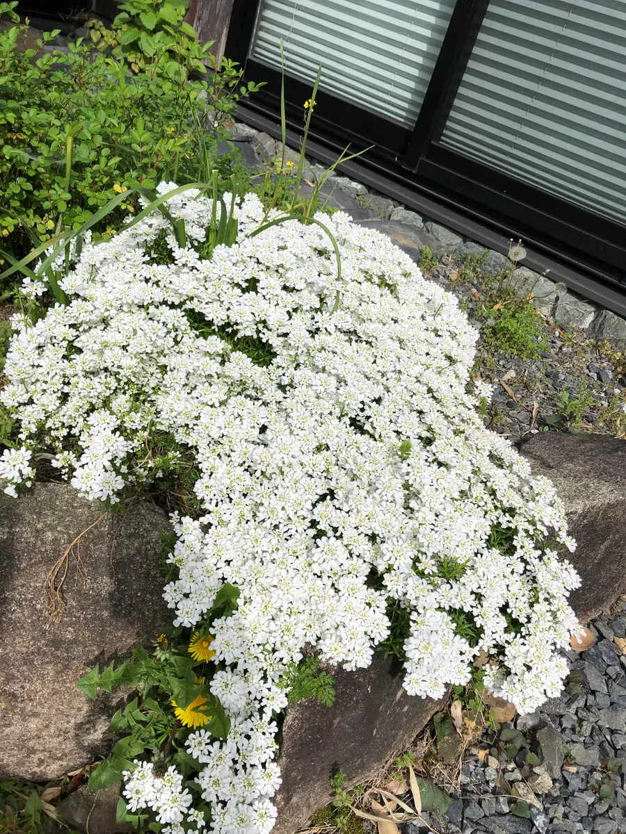 OHGA LACE FLOWER レースフラワー ホワイト OHGA LACE FLOWER レースフラワー ホワイト 新品 【公式通販】