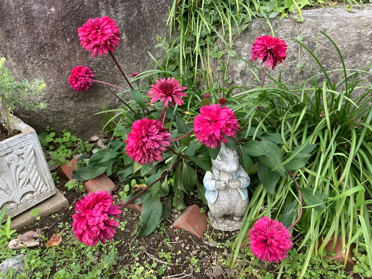 去年、初めて地植えにした、エキナセア、ブラックベリートラッ