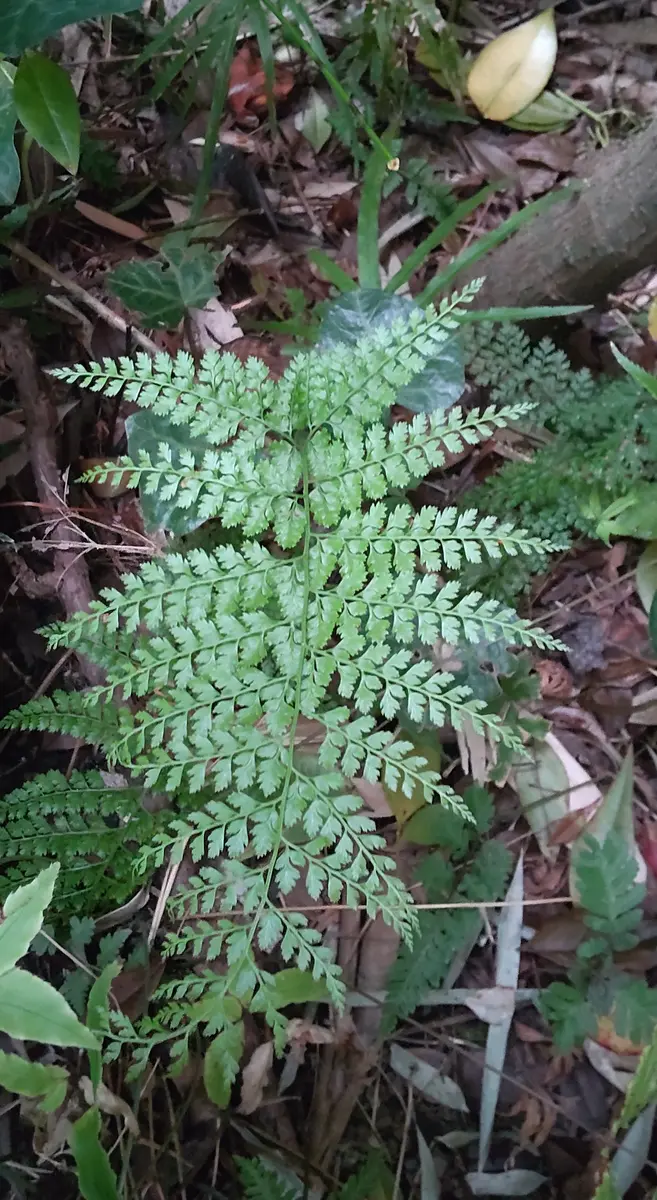 コミダケシダ 西表島固有種 シダ植物 ② - メルカリ