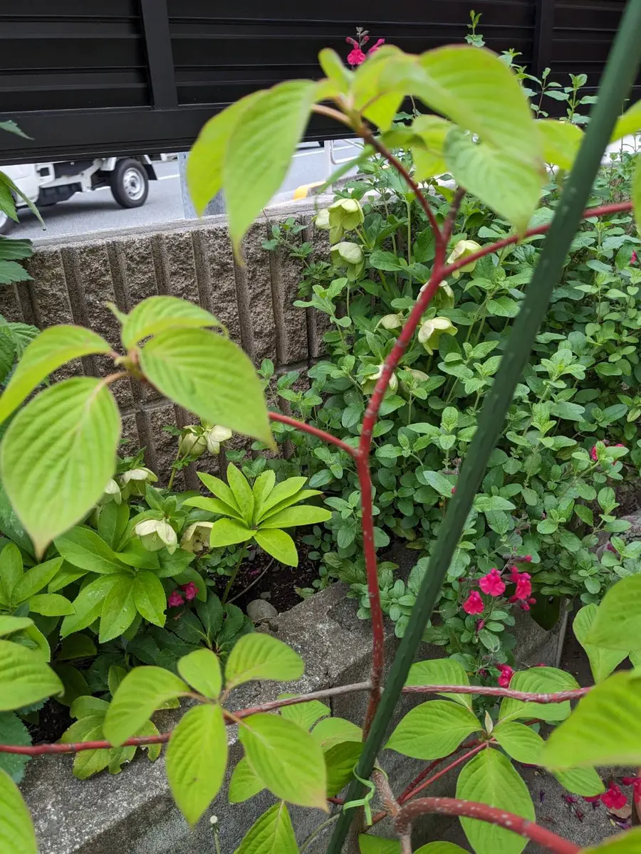 写真の植物は、小鳥が運んできた落し物が、プラスチック製の鉢