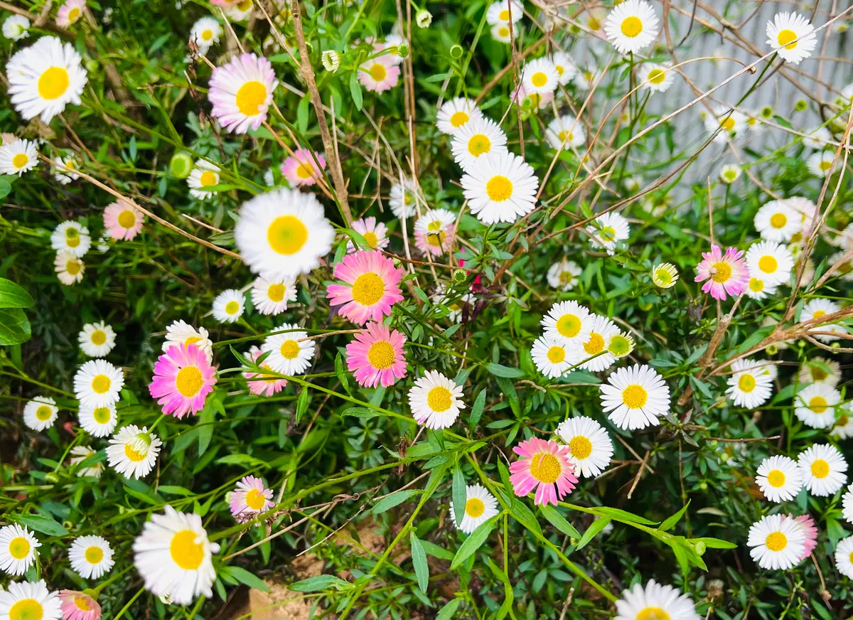 軒下に白花、赤花混在で咲いている直径1cmほどのマーガレットに