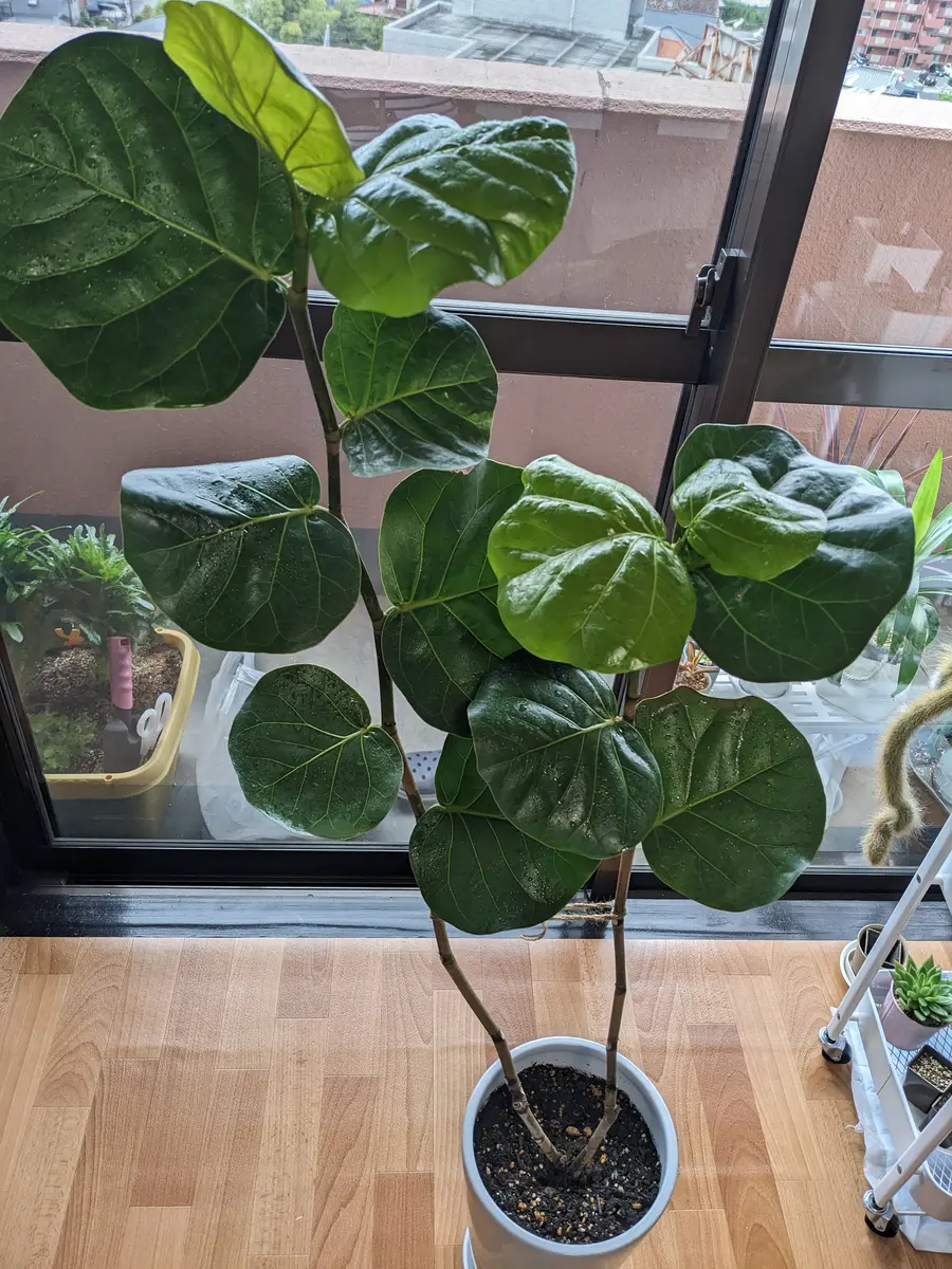 現品］96番 シーグレープ 曲がり 8号 観葉植物 大型 室内