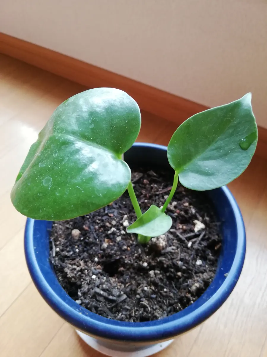 先日 100均一で モンステラの苗を買いました 今朝朝見ると 先日 100均一で モンステラの苗を買いました 今朝朝見ると