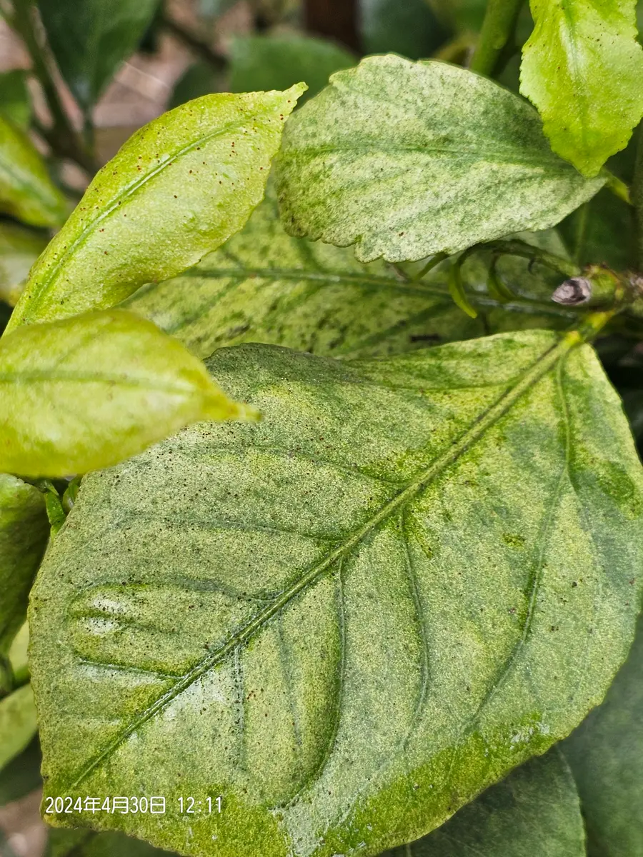 レモンの葉が緑色が薄くなり、褐色のまだらになってきてしまい...｜園芸相談Q＆A｜みんなの趣味の園芸