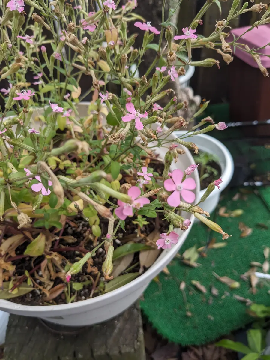 何の花だったのか忘れてしまい。。。いつも、枯れてしまうと捨