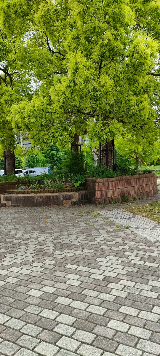 大木の下の植栽に悩んでいます。円形で高台になっている場所...｜園芸 