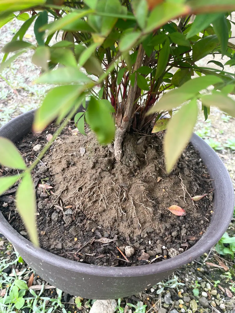 初心者です。南天を1か月前に購入し、一回り大きい鉢に植え替え