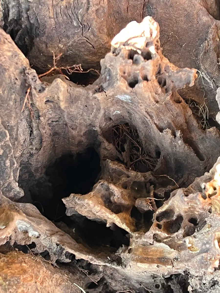 立ち枯れ？自宅にある2本の栗の木(恐らく樹齢40〜50年ほど)の｜園芸