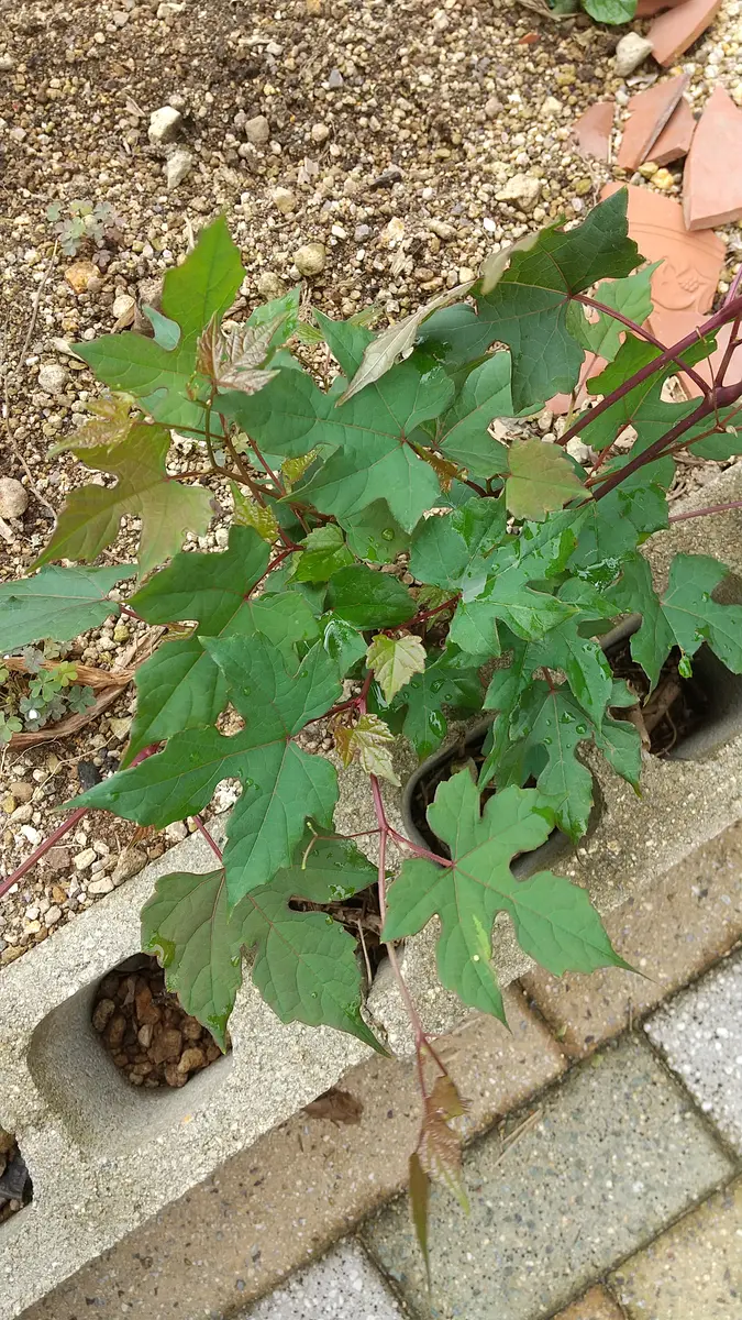 近所に生えてた葉っぱです うちの茶の木と、その葉っぱを少し使って作った緑茶🍵… : r/tea