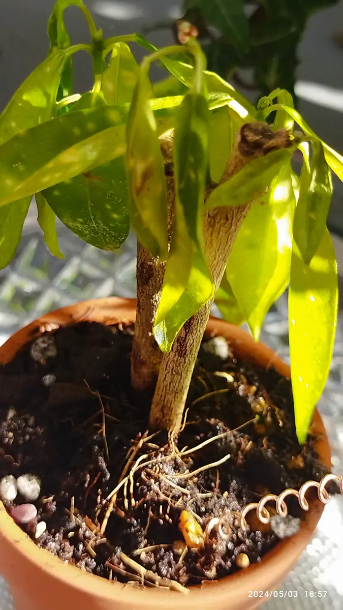 クロトン。黄色。大型。観葉植物。鉢ごと無料で発送致します。