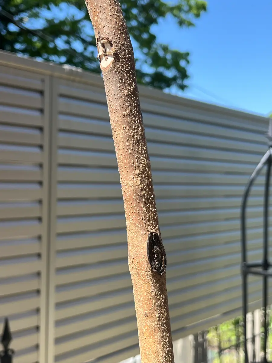 地植えのジャカランダについて質問です。神奈川西部(比較的｜園芸