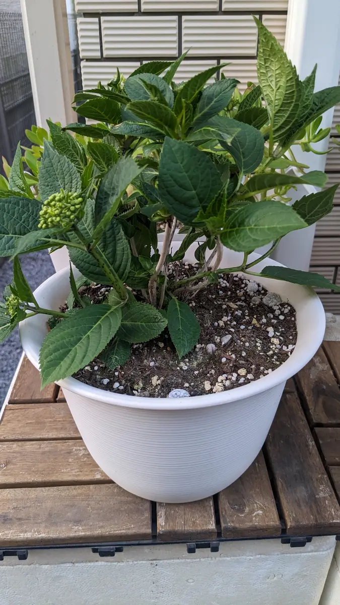 紫陽花 植え 替え 鉢