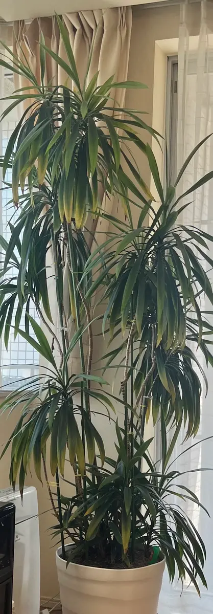 25年才以上の青ドラセナについて，ここ3ヶ月くらいで全体的に濃