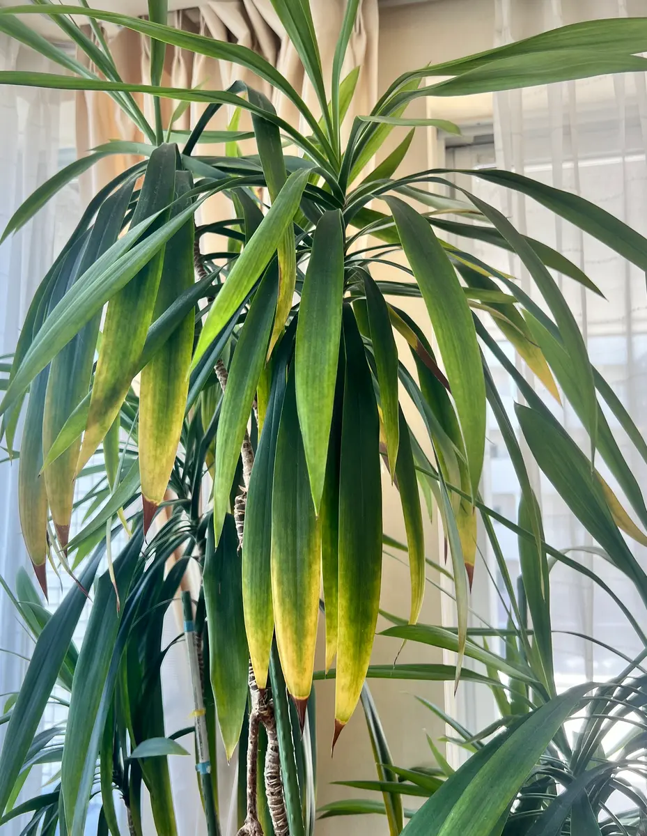 青ドラセナ　塊根　盆栽仕立て 25年才以上の青ドラセナについて，ここ3ヶ月くらいで全体的に濃