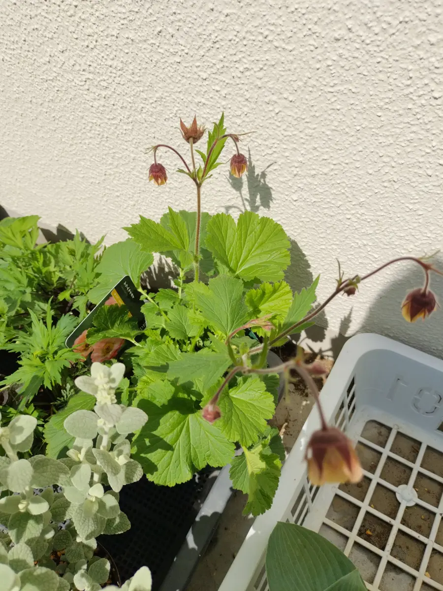 今年の三月末にゲウムマイタイの未開花苗を購入し五号スリット