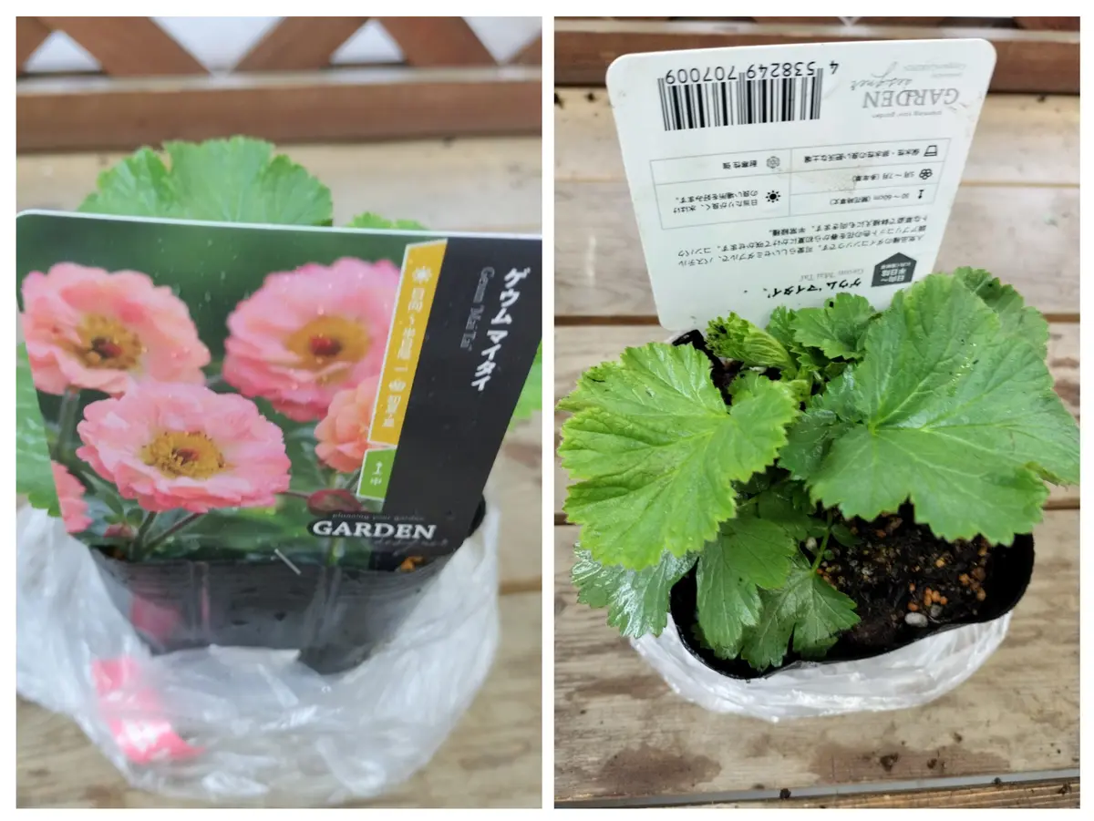 ブランド通販 今年の三月末にゲウムマイタイの未開花苗を購入し五号スリット その他観葉植物