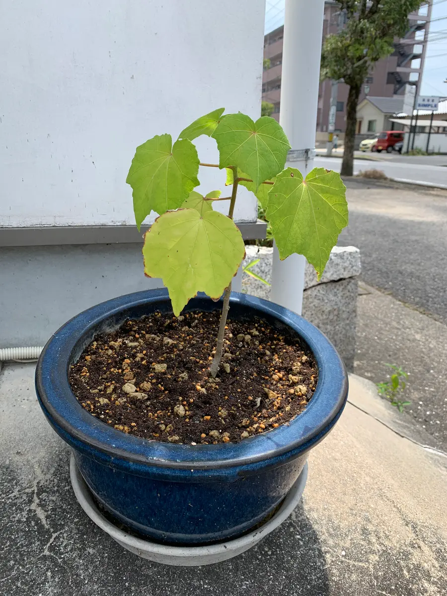 芙蓉？ムクゲ？植木鉢付園芸　ガーデニング 園芸ネット本店｜花木 庭木の苗:ムクゲ(槿）アオイ（葵）フヨウ（芙蓉