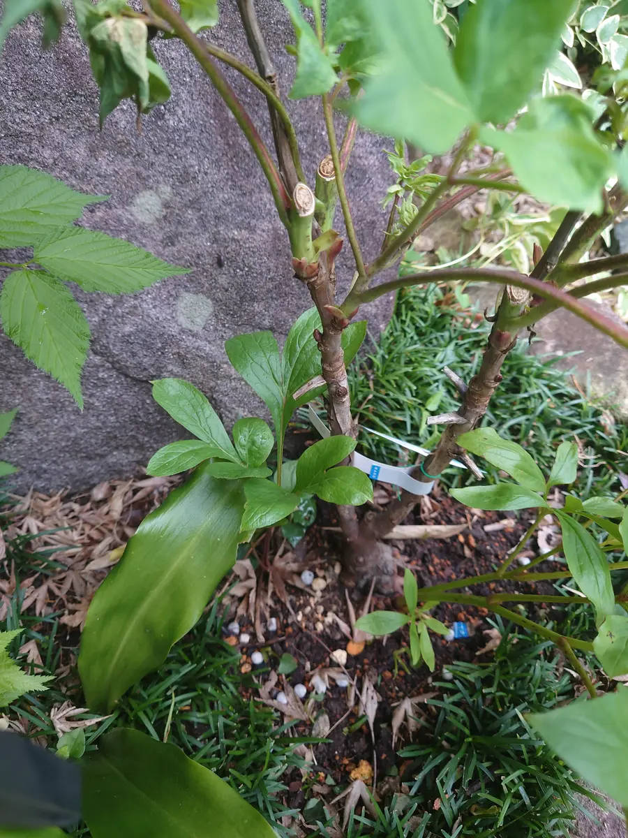 接木の牡丹を昨年地植えにして今春きれいな花を楽しみました 5