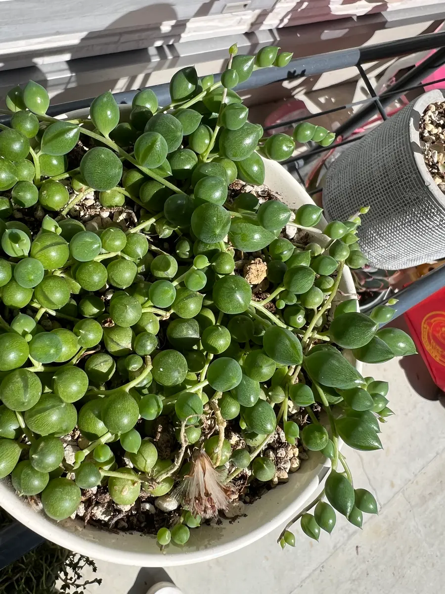 グリーンネックレスの種類について質問です。ホームセンターで