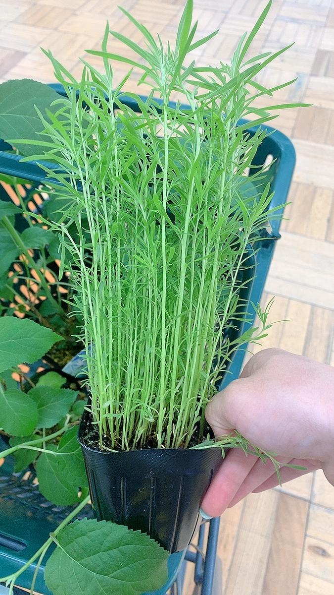 コキアの苗を買ったのですが、これは株分けが必要でしょうか