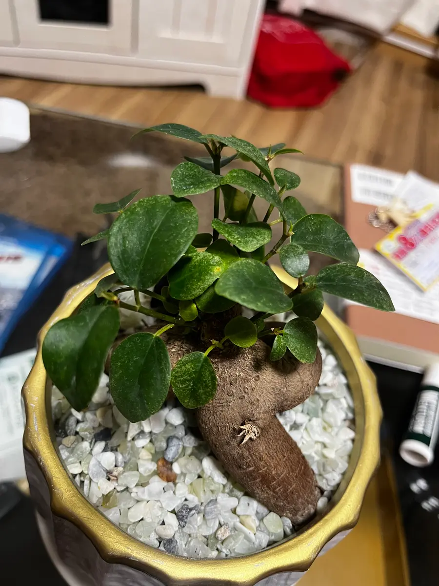 観葉植物超初心者です。4日ほど前にガジュマルを購入し、葉っ｜園芸