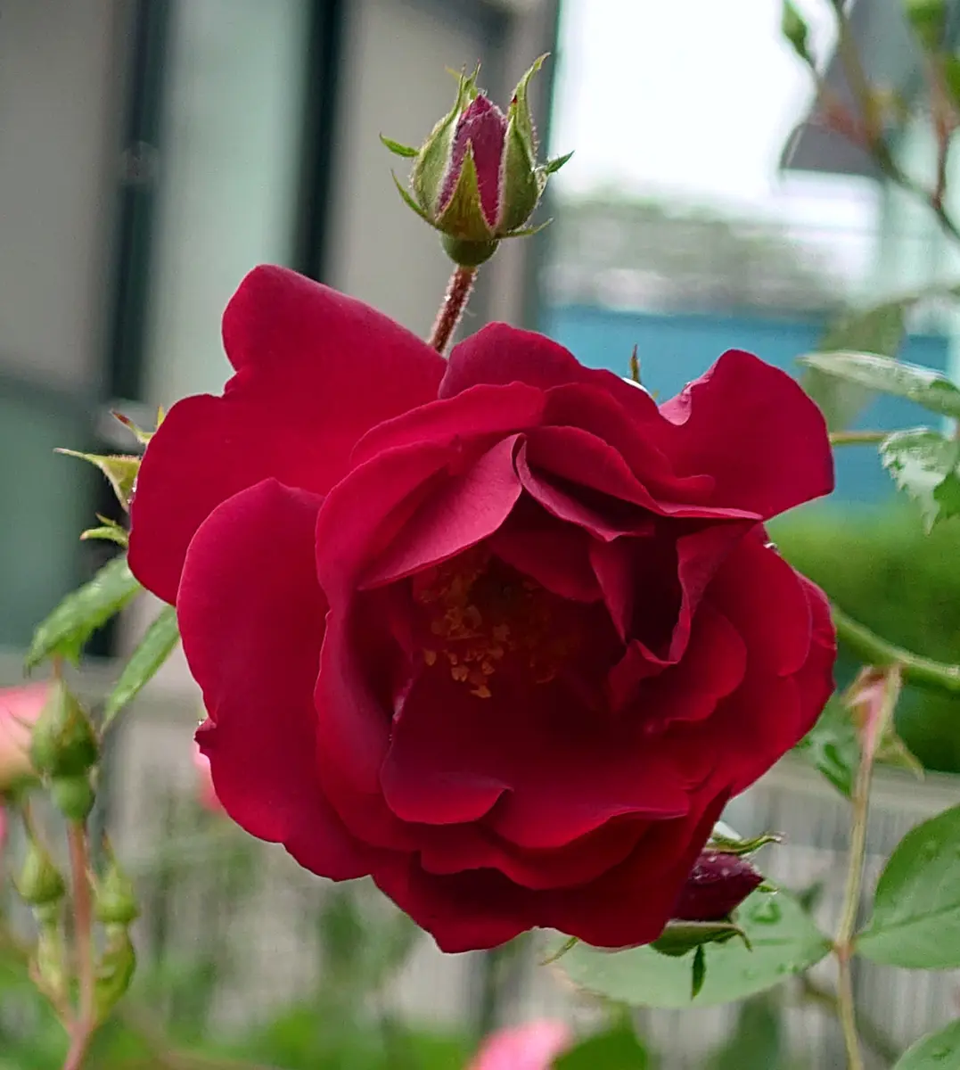 以前母が植えたつるバラを2年前に移植して今年咲きました。ア｜園芸