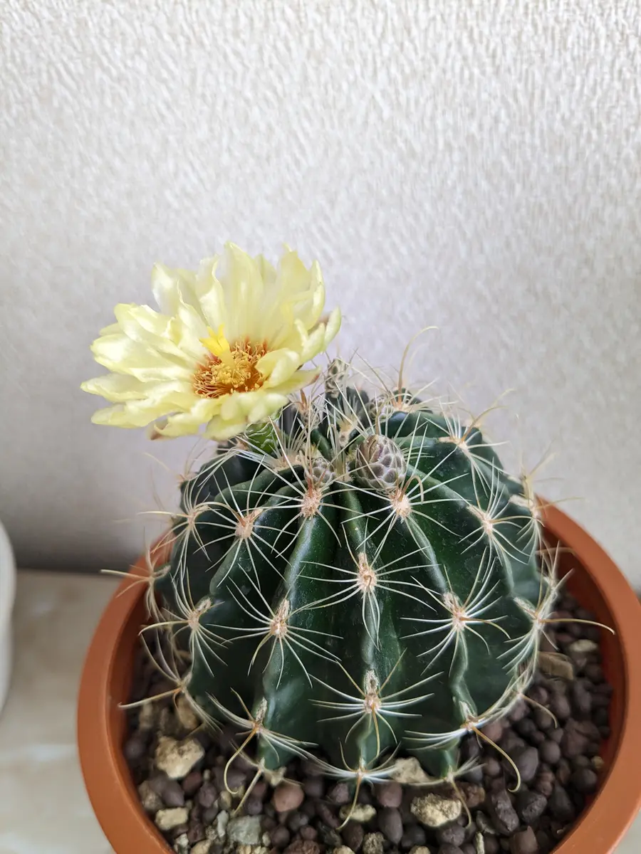 サボテンの花がやっと昨日咲いたのですが、今日は閉じてます サボテンの花がやっと昨日咲いたのですが、今日は閉じてます