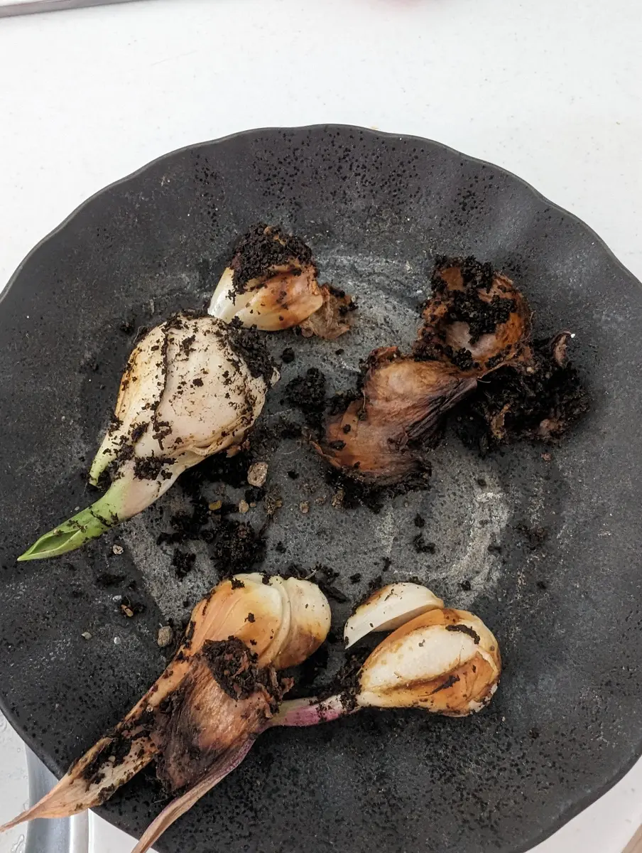 〜枯れないチューリップのオーダーについて〜 枯れないチューリップのオーダーについて〜