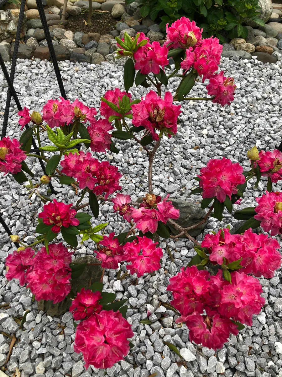 石楠花を地植えして2回目の開花です。昨年花が終わった後、植
