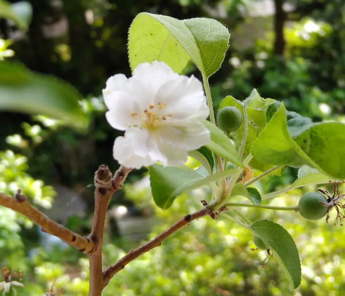 鉢植えの「ズミ」の花の写真です。花びらの枚数が多く見えるの